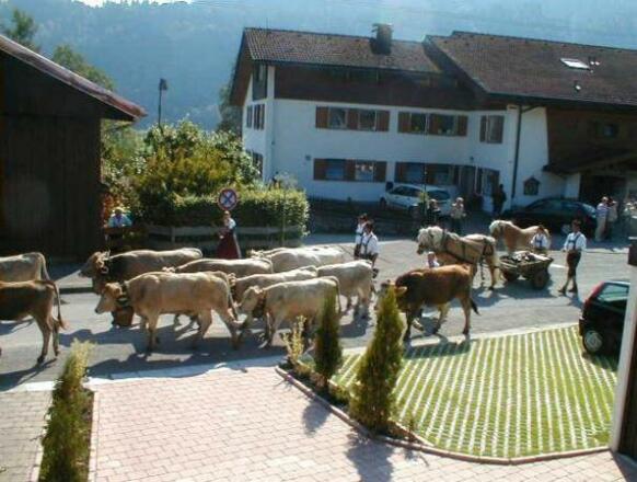 Almabtrieb am Haus vorbei