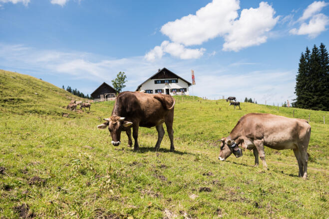 Genießen Sie eine leckere Brotzeit auf der Alpe Schönberg bei Obermaiselstein im Schönbergtal