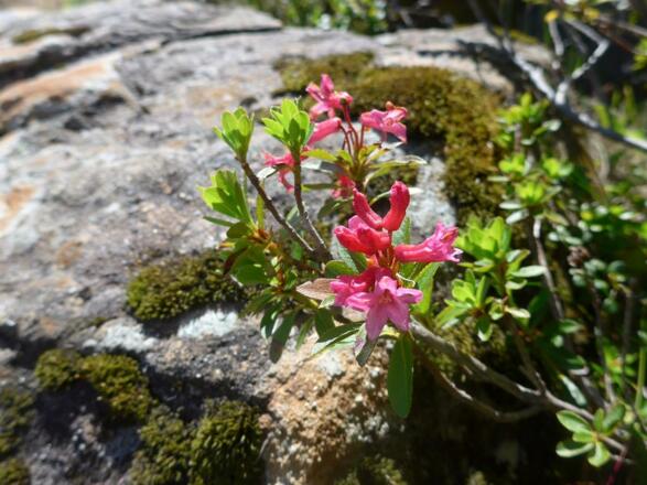 Alpenrosen am Rangiswander Horn