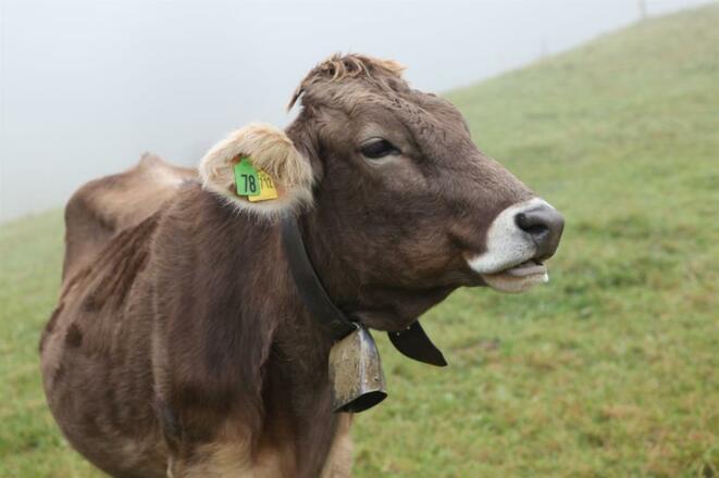 Braunvieh - unser Leben