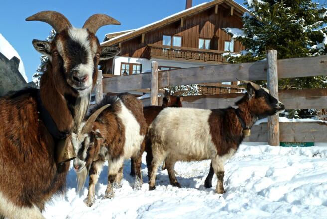 Unsere Ziegen im Winter