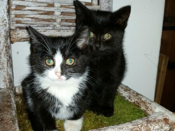 Unsere zwei Hauskatzen