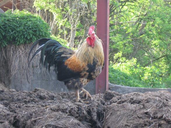 Tiere auf unserem Bauernhof