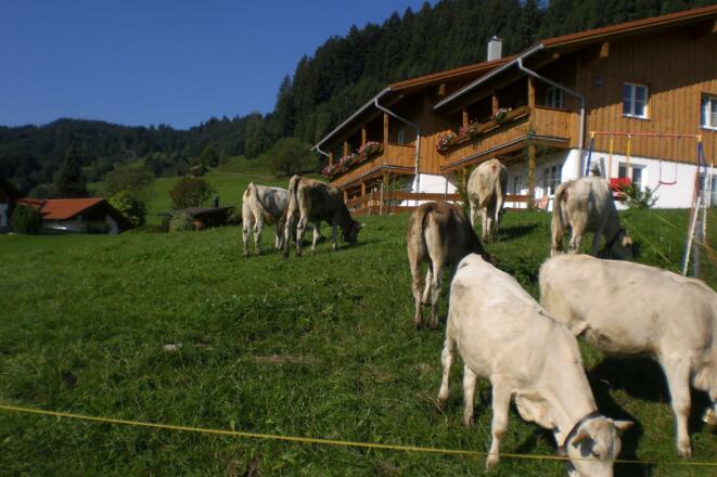 Rinder aud der Weide