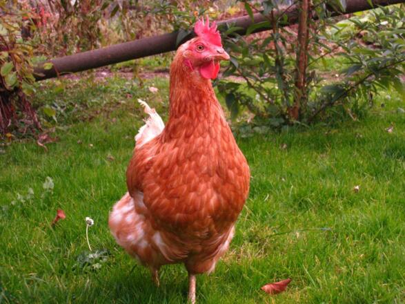 Tiere auf unserem Bauernhof