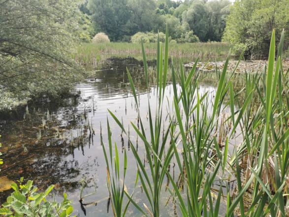 Weiher in der Aubinger Lohe