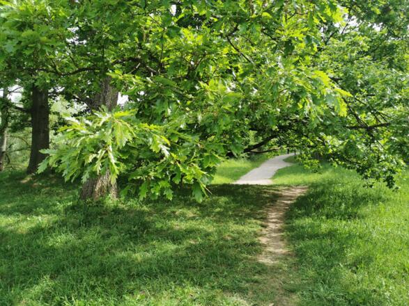 Teufelsberg in der Aubinger Lohe