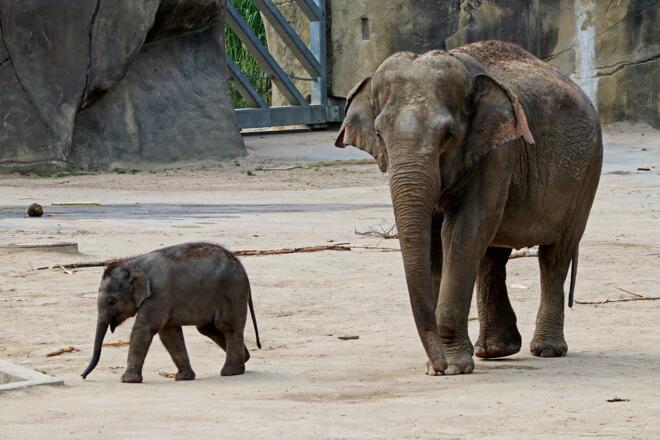 Elefant mit Baby