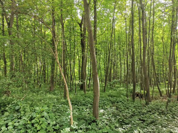 Aubinger Lohe - Wald