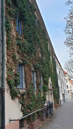 Bewachsene Häuserfront in der Waisenhausstraße
