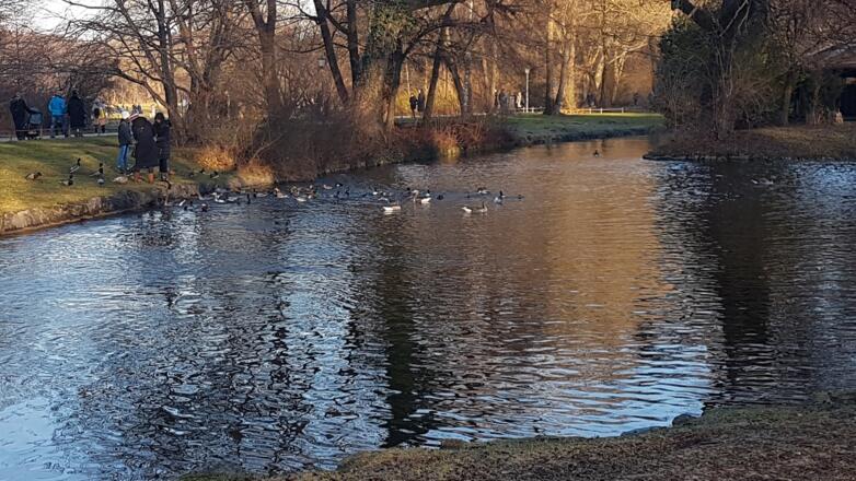 Enten im Englischen Garten