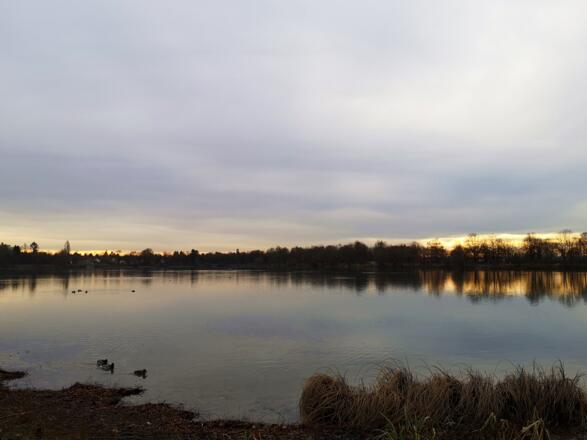 Fasaneriesee mit Enten 