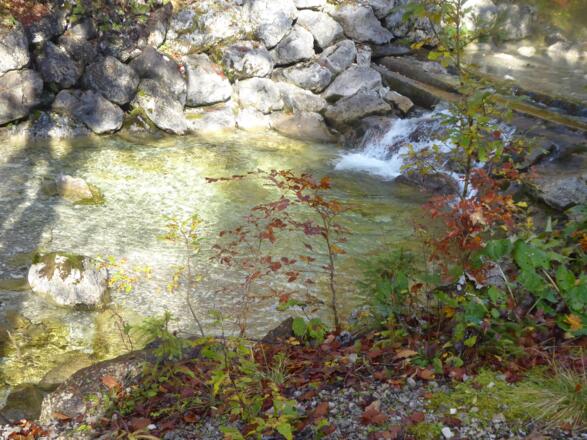 Gumpe in der Pöllat