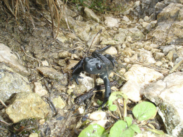 Alpensalamander Nummer 3 - Am Ende des Tages waren es 6