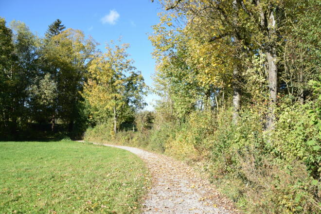 Herbstliche Stimmung am Wanderweg Richtung Forggensee