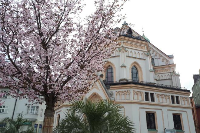 Kirschblüte im Frühling in Rosenheim