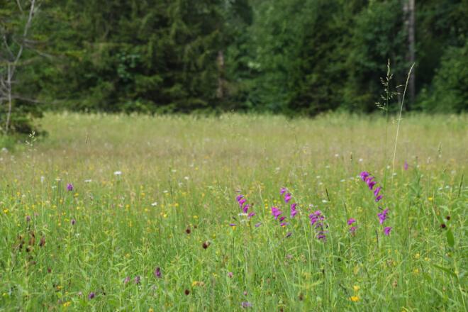 Artenreiche Blumenwiese am Schwansee