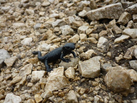 Alpensalamander Nummer 2 auf der Gamswiese