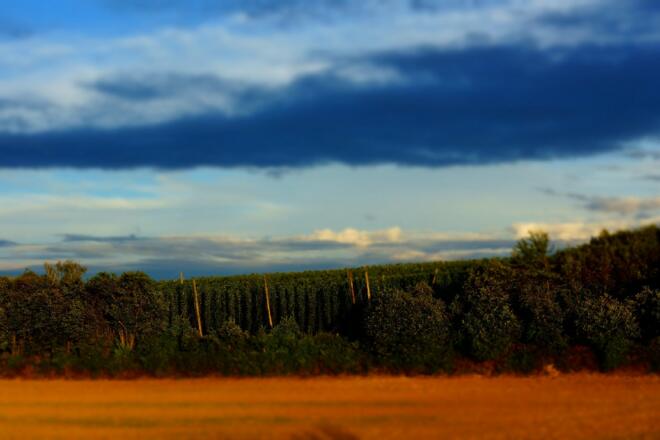 Hopfen kurz vor der Ernte