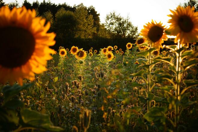 Blumenmeer in der Hallertau