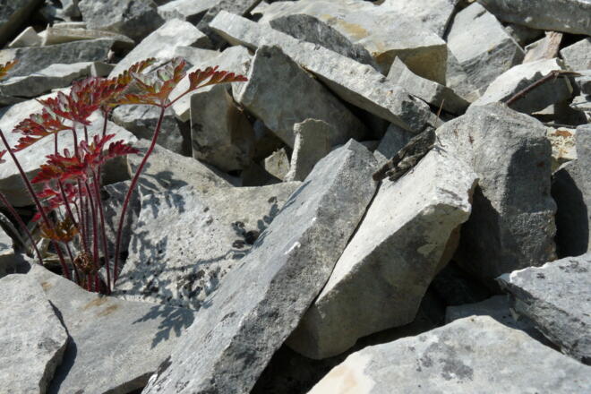 Kalkplatten bei Kelheimwinzer