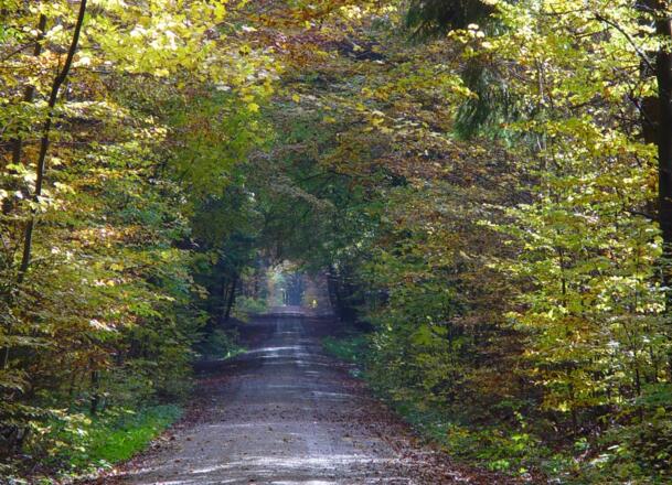 Paintner Forst im Altmühltal