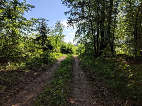 Unterwegs auf dem Wanderweg Nr. 16 zwischen Riedenburg und Kloster Weltenburg