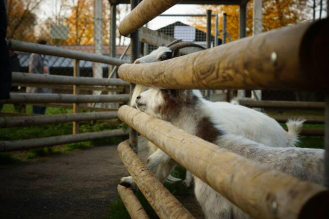 Wildgehege im Kurpark von Bad Abbach
