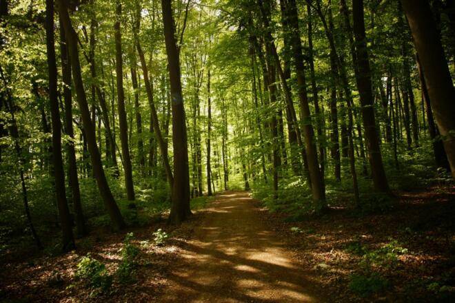 Wanderweg durch schattigen Wald in der Weltenburger Enge