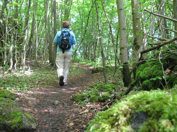 &quot;Eingetaucht&quot;in den lichten Wald vollenden wir unseren Rundweg!