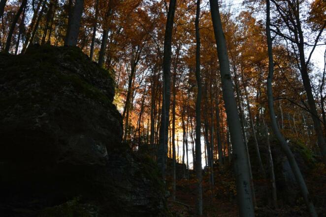 im Zauberwald zwischen Burggaillenreuth und Wohlmannsgesees