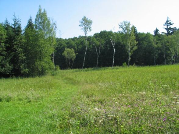Naturschutzgebiet Sippenauer Moor