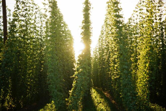 Sonnenuntergang im Hopfengarten