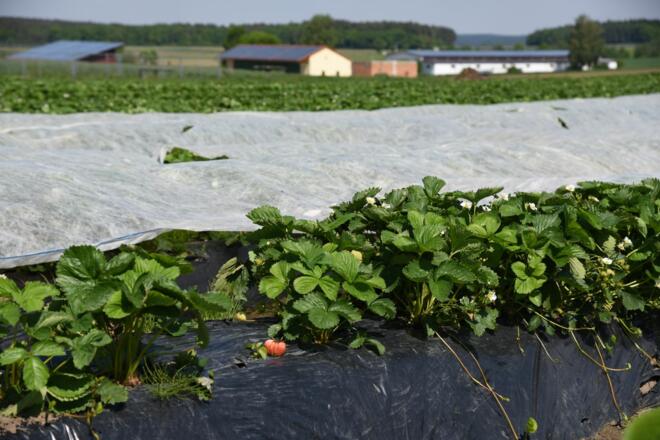 Erdbeer- und Spargelfelder bei Sandharlanden
