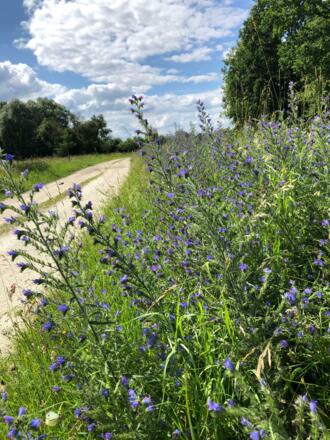 Der Moor-Weg Bad Gögging