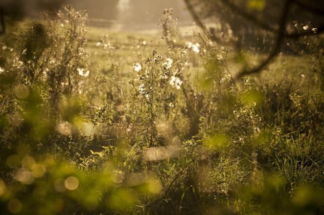 Natur pur entlang des Erlebnispfades Hopfen und Bier rund um Mainburg