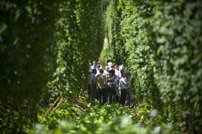 Erlebnisführungen im Hopfenfeld