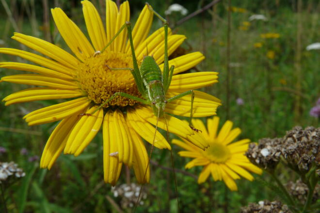 Schöne Tier- und Pflanzenwelt