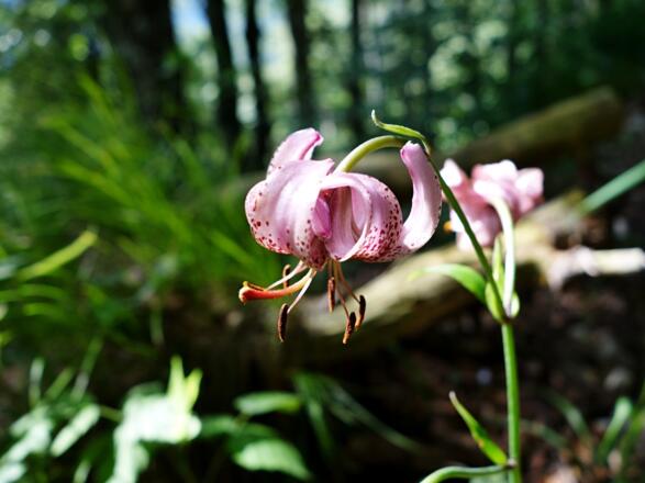 Eine nette Überraschung am Waldweg (Türkenbund)