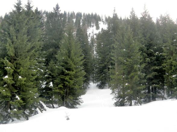 Nordhang zum Laubenstein