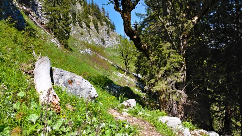 Panoramasteig hinüber zur Piesenhauser Hochalm