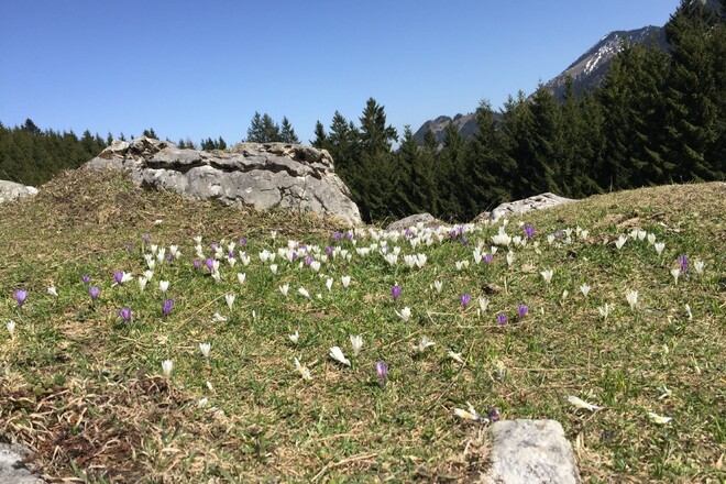Krokusblüte auf dem Heuberg
