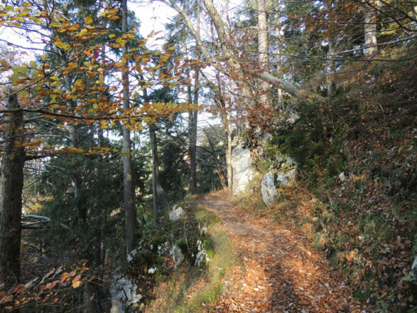 Waldpfad nach Hohenaschau