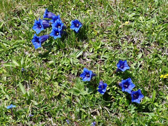 Im Mai kann man am Almpfad viele Enziane bewundern