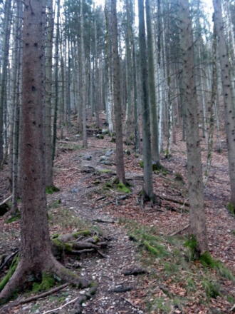 Waldrücken zur Schachenalm