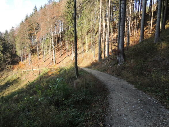 Forststraße nach Aschau