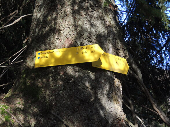 Geradeaus zur Dalsenalm, rechts auf den Forstweg zum Klausgraben-Tobel