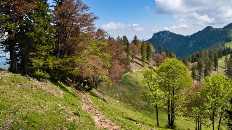 Wegverlauf nach der Piesenhauser Hochalm