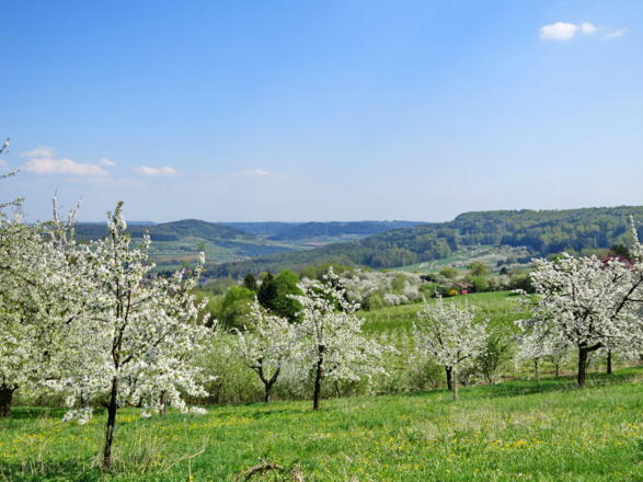 Kirschblüte am Hetzles