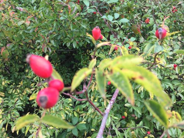 Hagebutten am Wegrand